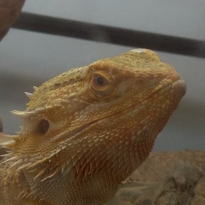 eren74jpn's profile picture. VS金縛り(1勝3敗)