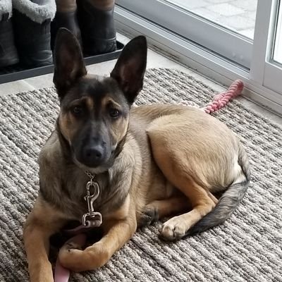 Husband, Dad, Grandpa, Son. 
🍁Veteran.  Dog's friend