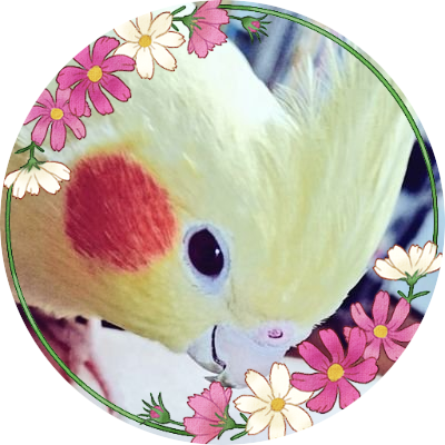 ✿ まぁるいこころとまんまる笑顔で過ごせますように ✿ 無断転載 引用RTご遠慮ください ✿ 🆖副業🆖エロ興味ありません🆖 ✿ こころ・ことば紡ぎます ✿ 想い♡ ✿ 大好きな秋桜に会いに行きたい♡ ✿ スマホ撮リ ✿ マスクツケマス ❀ 持病モチ ✿ オカメインコ 8歳 🌈 ✿