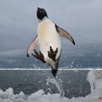 Penguin Team Six 🐧T6(@penguinteamsix) 's Twitter Profile Photo