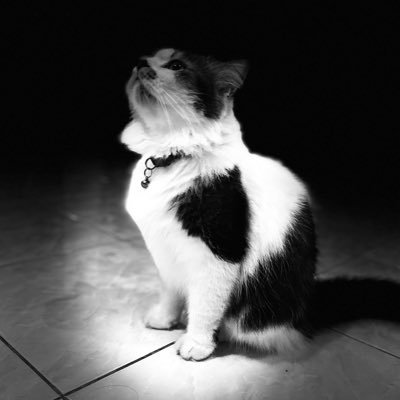ZhafirahTri's profile picture. 