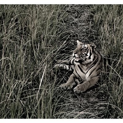 seeitwithsharad's profile picture. Photographer, Adventurer, NFT Creator