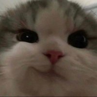 Yoren (@notevenyoren) 's Twitter Profile Photo Yoren (@notevenyoren) 's Twitter Profile Photo