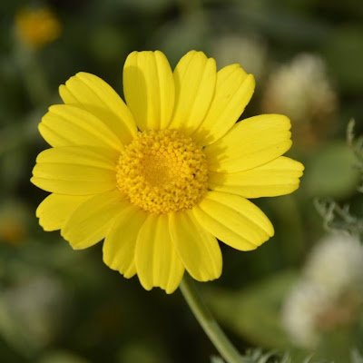 YaelZuck's profile picture. 