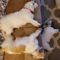 Ricky Bobby, Talley, Sadie 🐾 (@sadiericky) 's Twitter Profile