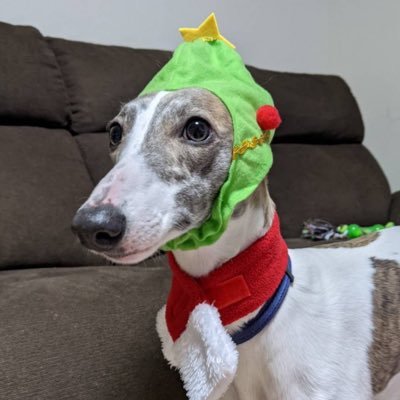 teygohidaer's profile picture. reactが大好きなフロントエンドエンジニアになる者。