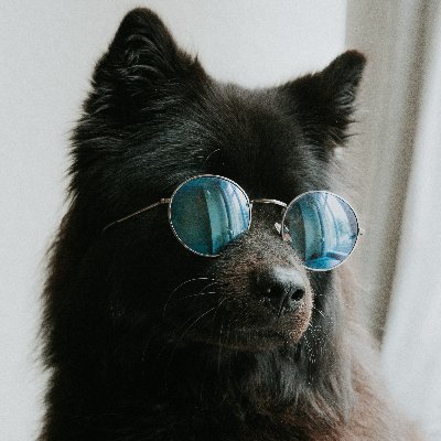 Bella is a 4 year old black Eurasier in London.
Official therapy dog and a certified good girl.
Volunteer for Pets as Therapy.