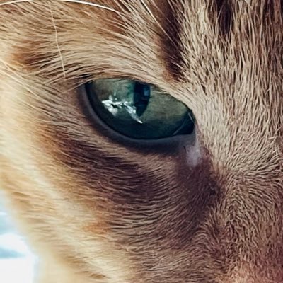 Trukkutru's profile picture. https://t.co/uDzVsiWPal https://t.co/pR1vDpSLUc