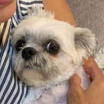 abigail__choi's profile picture. 