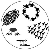 Collective Dynamics of Living Systems (@dynamicsliving) 's Twitter Profile