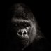 Nocturnal Ape🦍 (@kop_treats) Twitter profile photo Nocturnal Ape🦍 (@kop_treats) Twitter profile photo