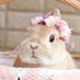 Thundering Rabbit (@thunderinwabbit) Twitter profile photo