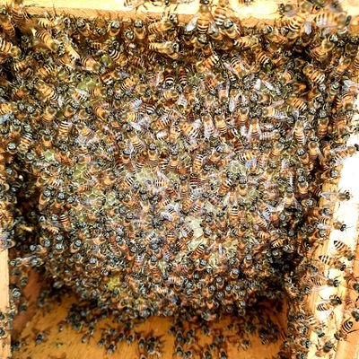 alfadylhussien's profile picture. كل م يخص تربية النحل 🐝🐝