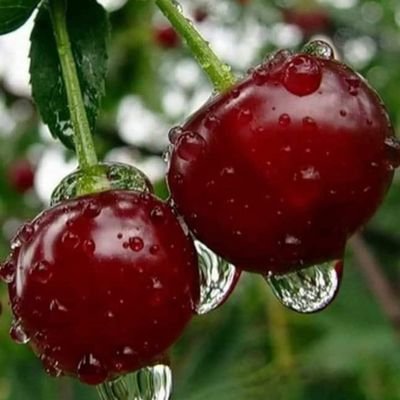 mohammod_roshan's profile picture. 