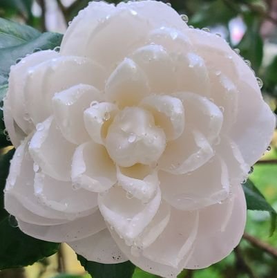 NetNeutral3's profile picture. 