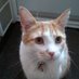James Cat (@tslafanmtl) Twitter profile photo James Cat (@tslafanmtl) Twitter profile photo