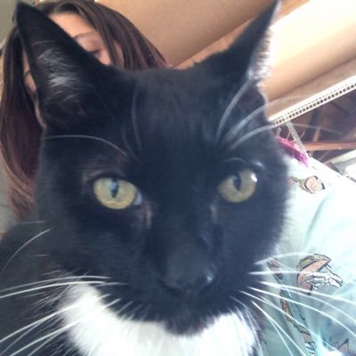 kodaztoes's profile picture. feral animals🐱💫🐶💥🐈‍⬛⁉️😻😿🙀💥😹