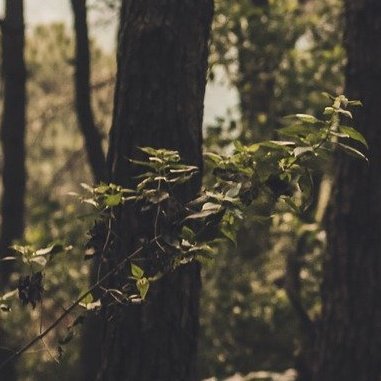 Makavladen's profile picture. 