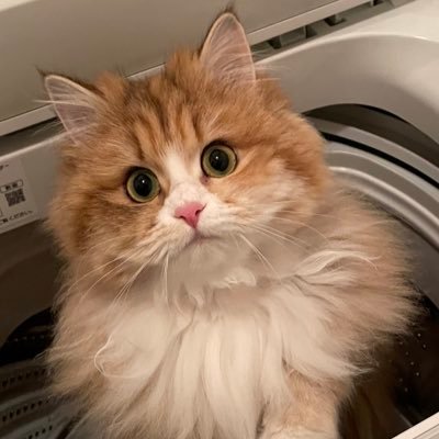 minukoko's profile picture. ミヌエットの女の子🐈2021/5/29🎂 やんちゃなお姫様👸💕😼すくすく成長中🌟マンチカン×ペルシャ
