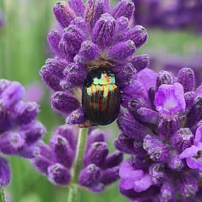 TheJoyfulSpark's profile picture. 