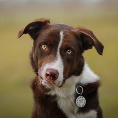 ⭐️ Mental Health 🌲 Photography 🍂 Dog Training/enrichment 🐾Instagram: @colliesindevon