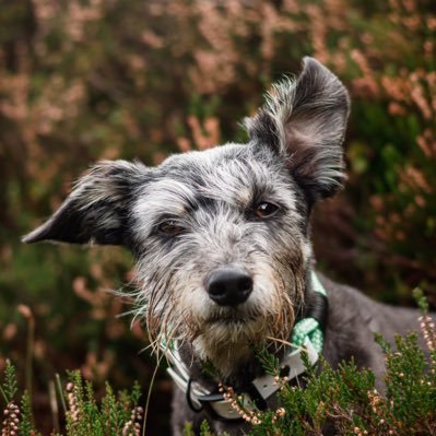 Leonard, Border Collie Cross 🌿 27-11-2015 📍 Yorkshire, UK 🌲 Woodland Explorers