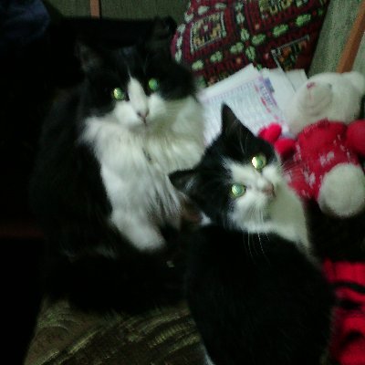 darina4623's profile picture. 