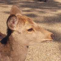 Blue🌎 (@pon_chane) 's Twitter Profile