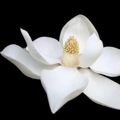 The Blossoming Magnolia Profile