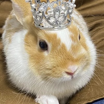 uUcRbHU7D69Nt3J's profile picture. 30代夫婦、2歳と6歳の男の子、うさぎ1羽
家電、うさぎ、ガジェット大好き
買い物のほとんどが楽天とAmazon
暮らしを楽にする商品や情報を発信！
楽天roomもやってます♪