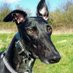 Linda Teasdale Pluchard (@lindapluchard) Twitter profile photo Linda Teasdale Pluchard (@lindapluchard) Twitter profile photo