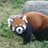 boku_tanukikun