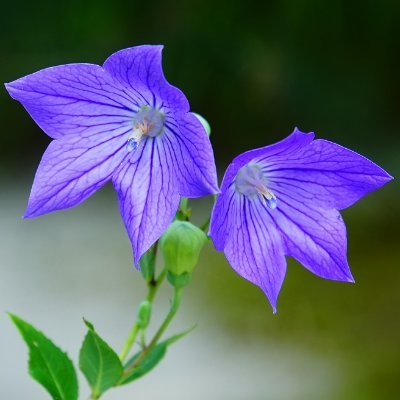 kurokawaizumi2's profile picture. 理系女子です。