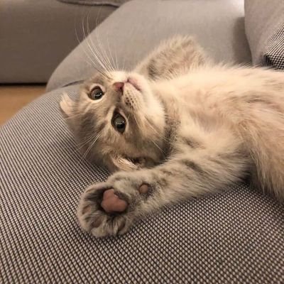 me gustan los gatitos, taylor y marvel