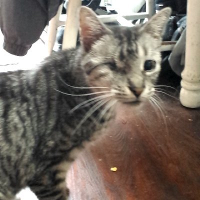 ShankoMcSpanko's profile picture. legit buyer. sorry canada has banned cashapp and venmo. PayPal or onlyfans only.