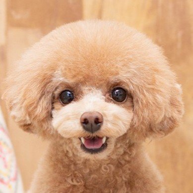 oponpooon's profile picture. DbD頑張り勢、ほぼROM専用

◯→鯖専、キラー専
✕→お鯖様、おキラー様、煽り、捨てゲー、切断、放置、チーター、日本語が不自由な方、反社、犯罪者、反ワク・反マスク

配信者の数増やしフォロー不要です。