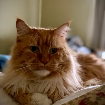 joycene15379396's profile picture. Retired clinical pharmacist; grandma to 3 most amazing children ; photographer; avid reader; news junkie — telling the truth as I see it .