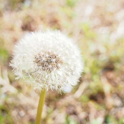 fuwarikimagure's profile picture. 基本、独り言用。嬉しいこと、楽しいこと、悲しいこと、怒りも含めて全部吐き出したい。穏やかな時とそうでない時の差は激しい。器用じゃない。好きな人・もの:旦那、娘。自然(動植物全般)、空、美味しいもの、言葉。ゆるっと、へこたれずに生きてる。RTはメモも兼ねてます。ワクチン(PPMPPTP)接種済💉