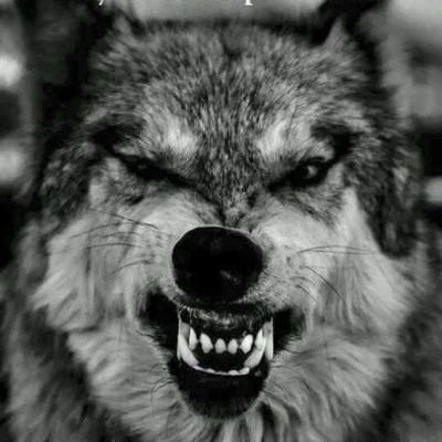 Denn ich bin Der Wolf!
Nicht irgendeiner , sondern Der !
Mahlzeit š
