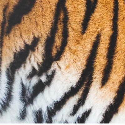 Tigriscete's profile picture. 