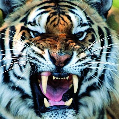 DosekEsko's profile picture. free man