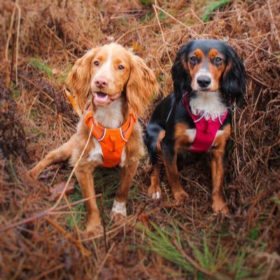 2 working cocker spaniels Lady & Ginger 🐶🐶 Adventure pups 🏔Canon Eos 90d 📸Exploring with 8 paws 🐾 Sophie 💁🏼♀️ IG: @thespanieldiaries_