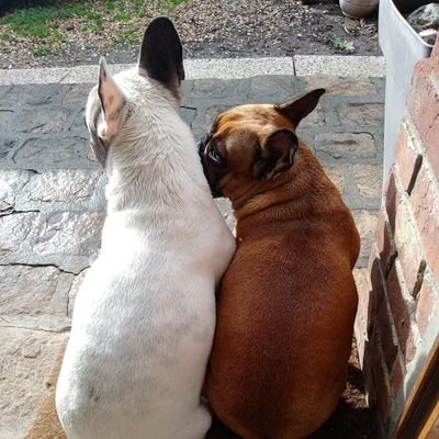 CathyPatagone's profile picture. Maman qui souhaite un avenir autre que celui voulu par l'autoproclamé Empereur de France pour mes enfants.  #macrondegage  #NiMasqueNiPassNiVax  #Frexit