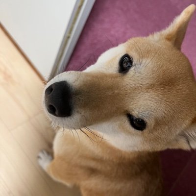 看板愛娘犬最中の投稿専用Xです^_^
最中だけの投稿とたまにラーメンや食べ物食べた投稿専用になります^_^