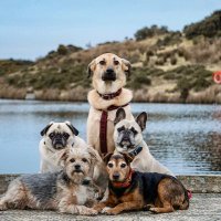 Dogs.thatWander(@dogsthatwander) 's Twitter Profile Photo