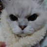 chi_chi_nyan's profile picture. 次男トラ(7/7誕11歳)MIX、 末っ子瑠菜(6/27誕5歳先天性横隔膜ヘルニア)ブリティッシュロングヘアー。長男煉(17歳9ヶ月)チンチラシルバー2023/6/1没、長女陽菜(10歳9ヶ月)アメショ2018/1/24 没。多忙の為リプは100%じゃないないです💦
