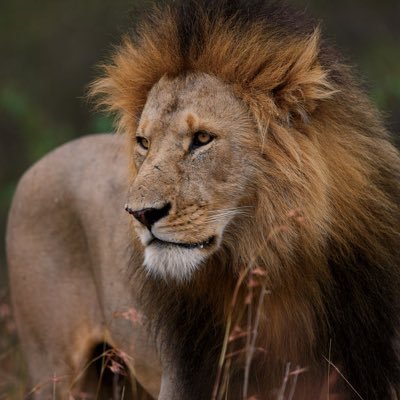 ライオン専用垢🦁 時々他のネコ科動物も🐯