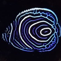 Tatejimakincya's profile picture. サカナクションから元気をもらっている人。突然「いいね」しますけど、いいですか？SAKANA PUZZLEランクインしました！