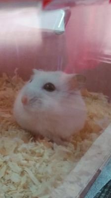 紙もの好きです♪自己満足ですが、ノートにコラージュとかもしています。
同じ紙もの好きさんに出会えたら嬉しいです(^^)無言フォロー失礼します。