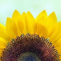Oxleas Adult and Older People's Psychology (@oxleasadultpt) 's Twitter Profile